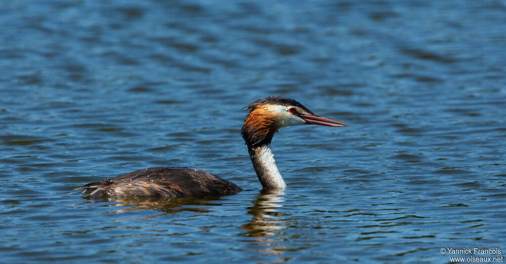 Great Crested Grebeadult breeding, identification, aspect