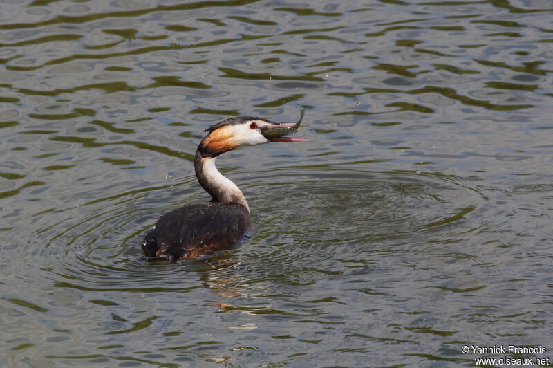 Great Crested Grebeadult, habitat, aspect, swimming, fishing/hunting