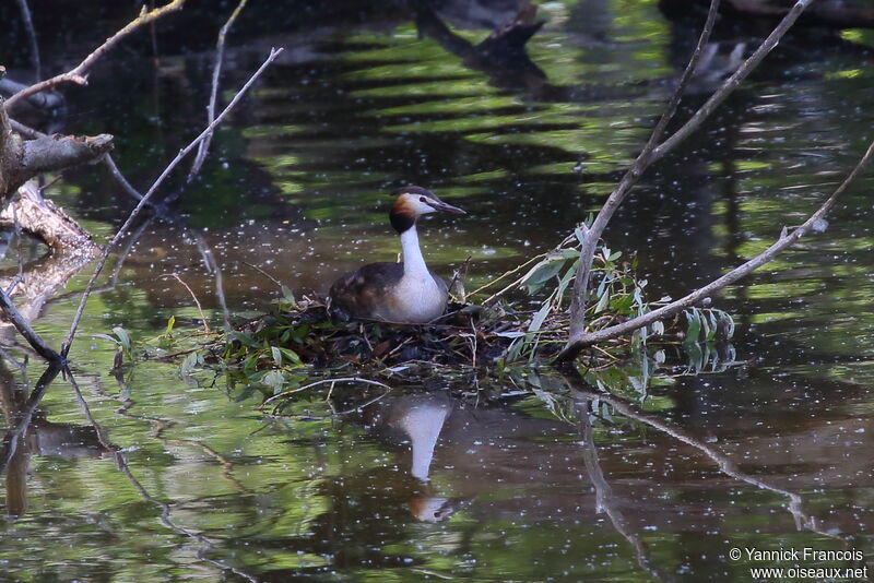 Great Crested Grebeadult, habitat, Reproduction-nesting