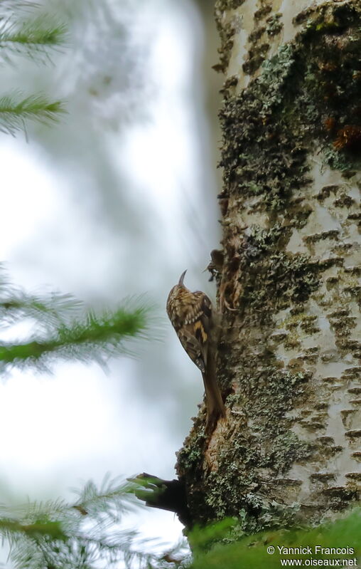 Eurasian Treecreeperadult, habitat, aspect