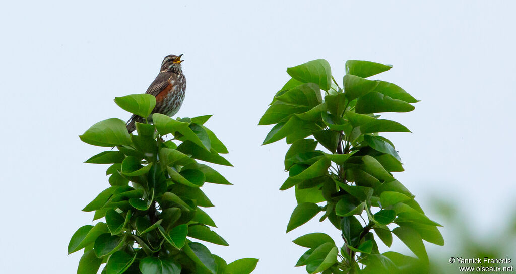 Redwingadult, habitat, song