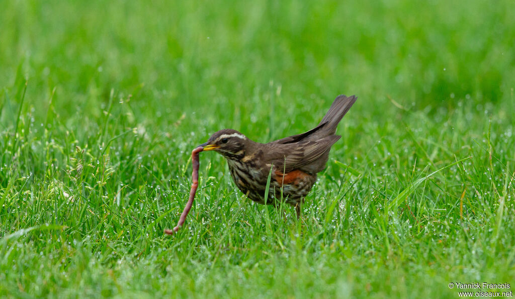 Grive mauvisadulte, identification, composition, pêche/chasse
