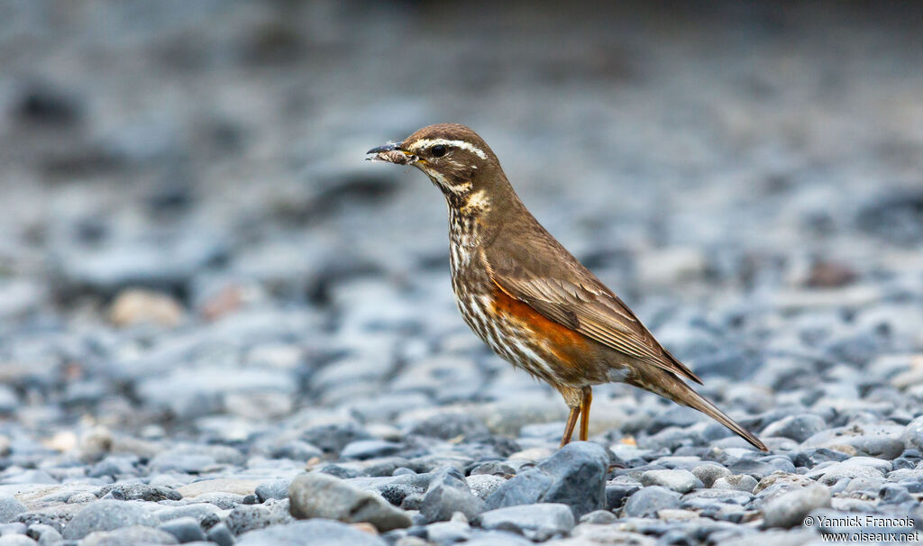 Grive mauvisadulte, identification, composition, pêche/chasse