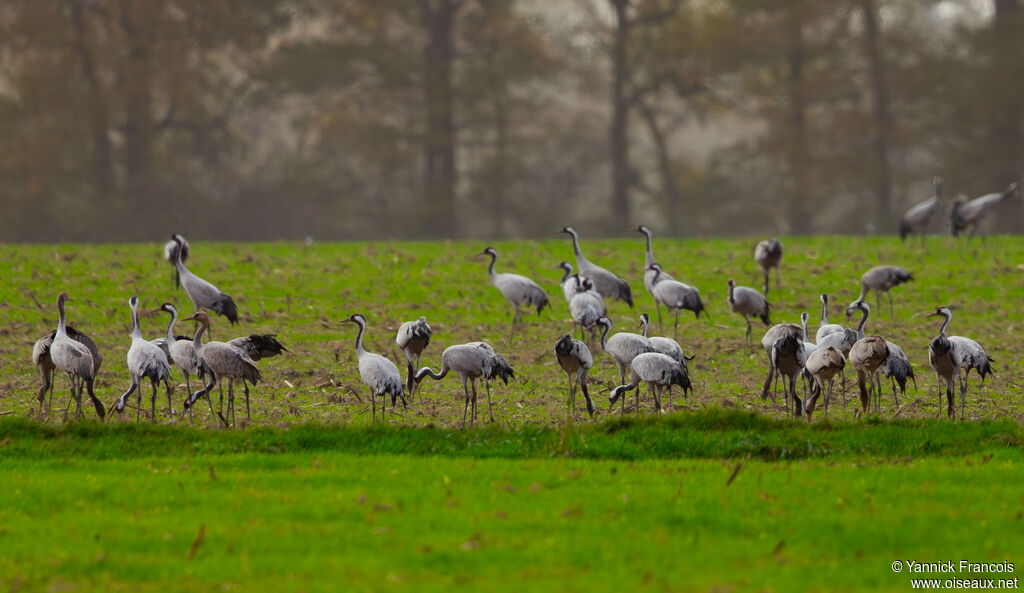 Common Crane