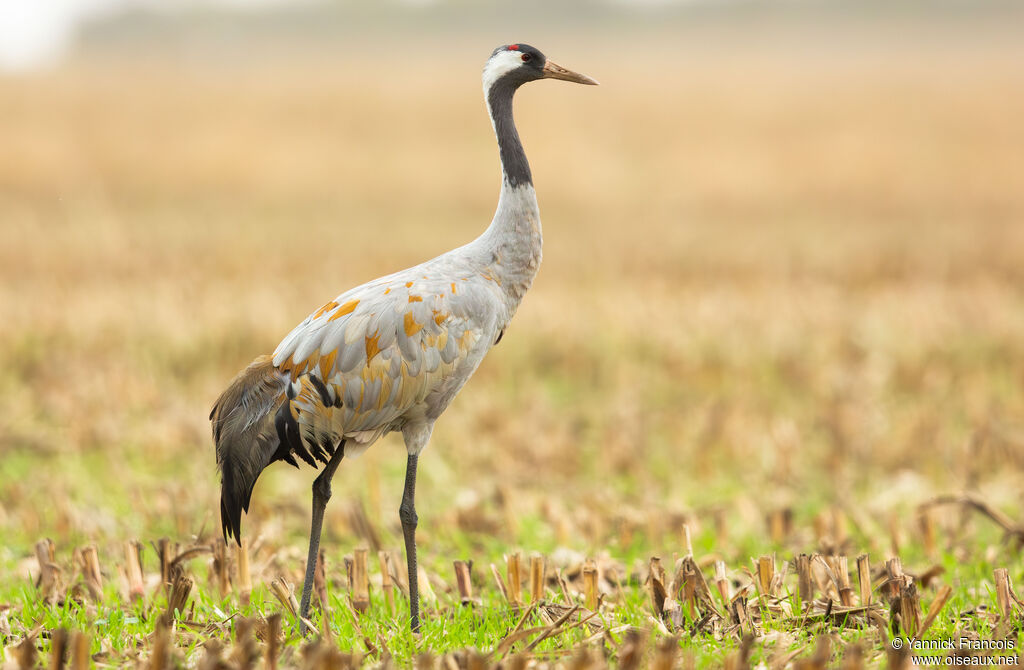 Common Crane