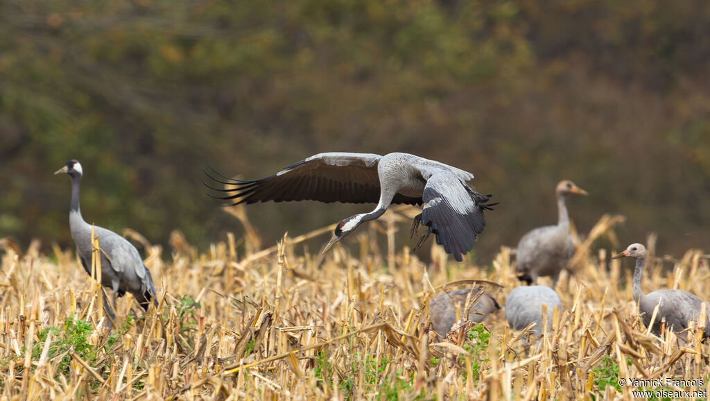 Grue cendrée, habitat, composition