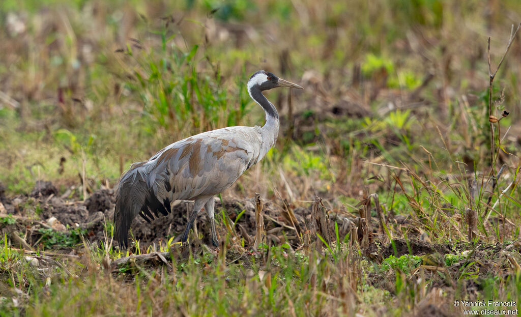 Common Crane