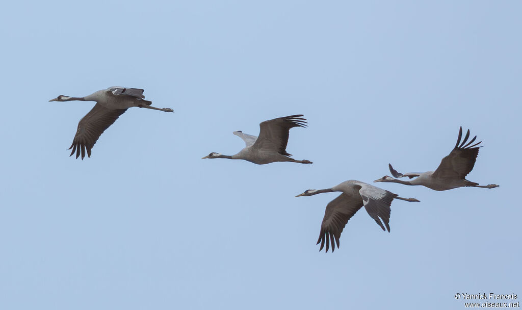 Common Crane