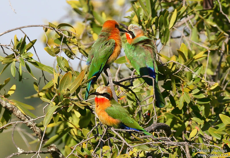 Guêpier à front blancadulte, habitat, composition