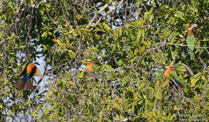 Guêpier à front blanc, habitat, composition