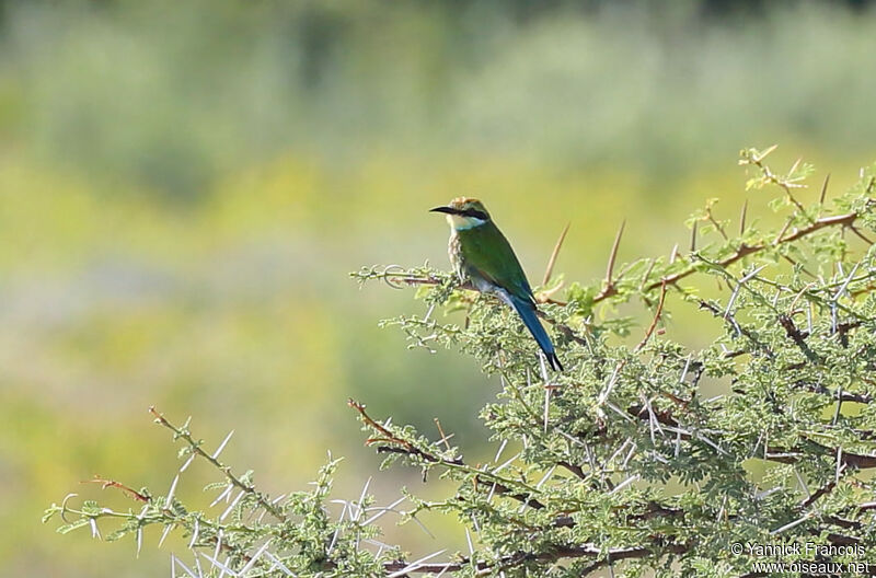 Guêpier à queue d'aronde, habitat, composition