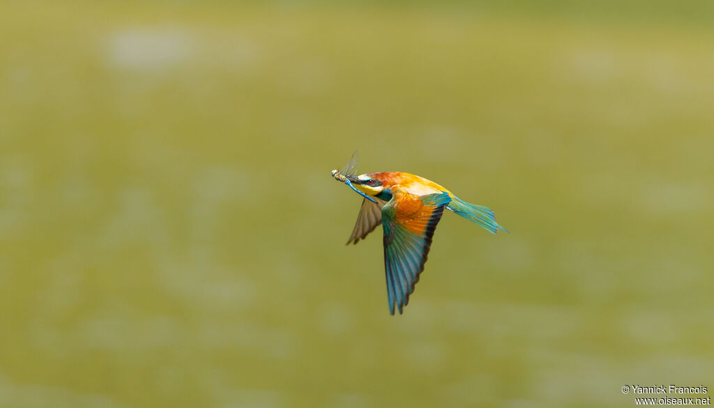Guêpier d'Europeadulte, composition, Vol, pêche/chasse