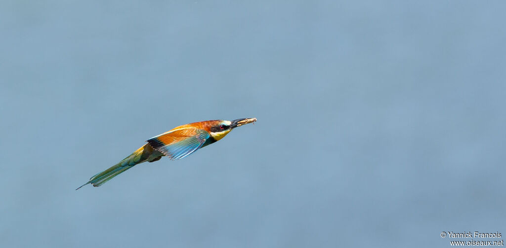 Guêpier d'Europeadulte, composition, Vol, pêche/chasse