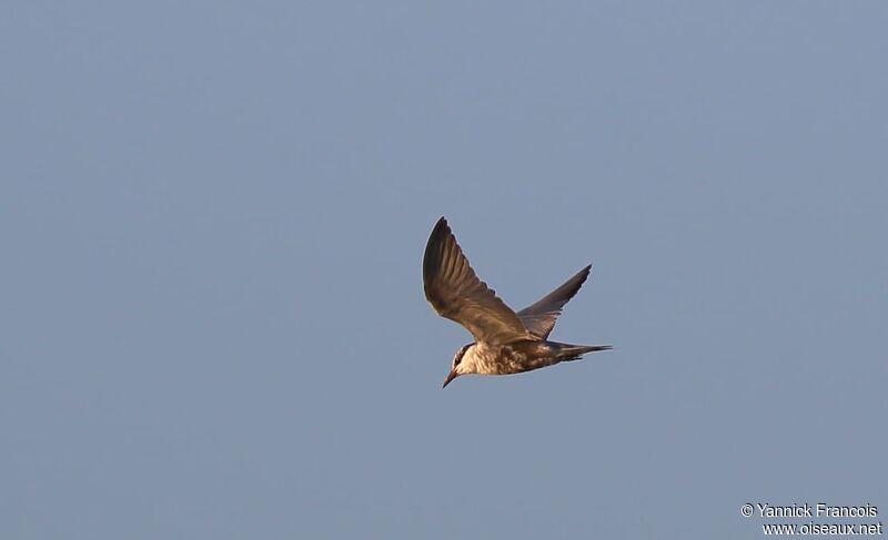 Whiskered Ternadult post breeding, aspect, Flight