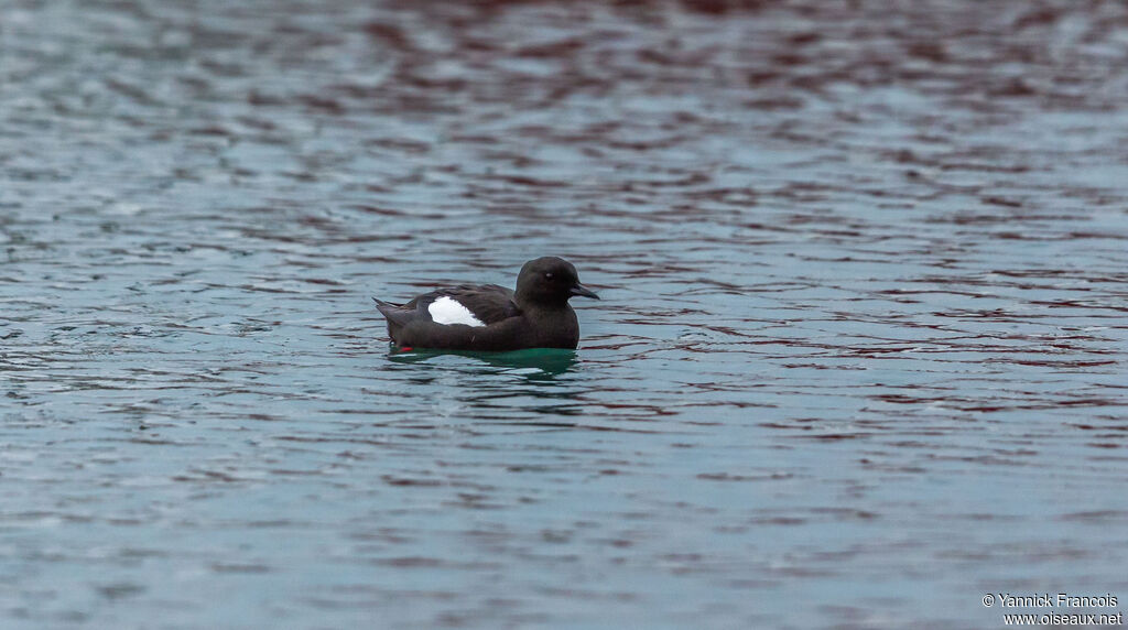 Guillemot à miroiradulte, identification, composition, nage