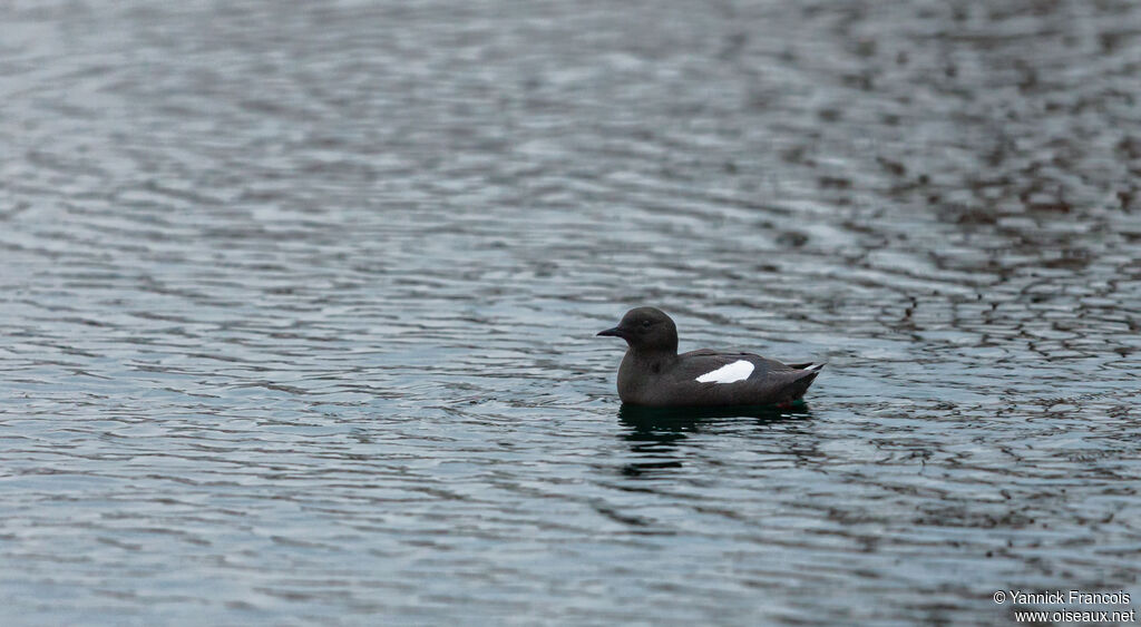 Guillemot à miroiradulte, habitat, composition, nage