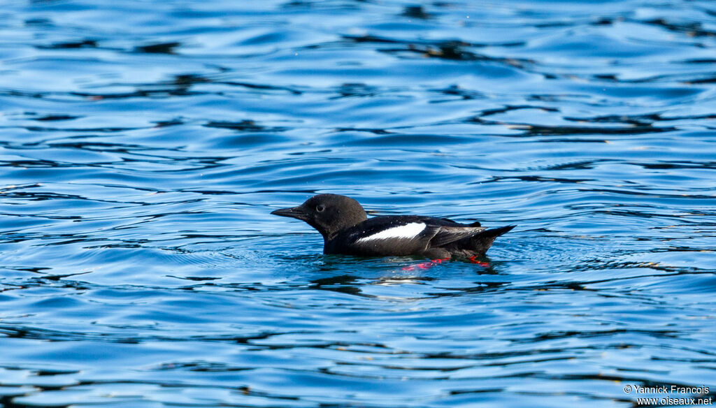 Black Guillemotadult breeding, identification, aspect, swimming