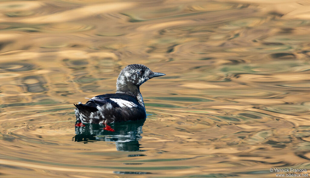 Guillemot à miroirimmature, identification, composition, nage