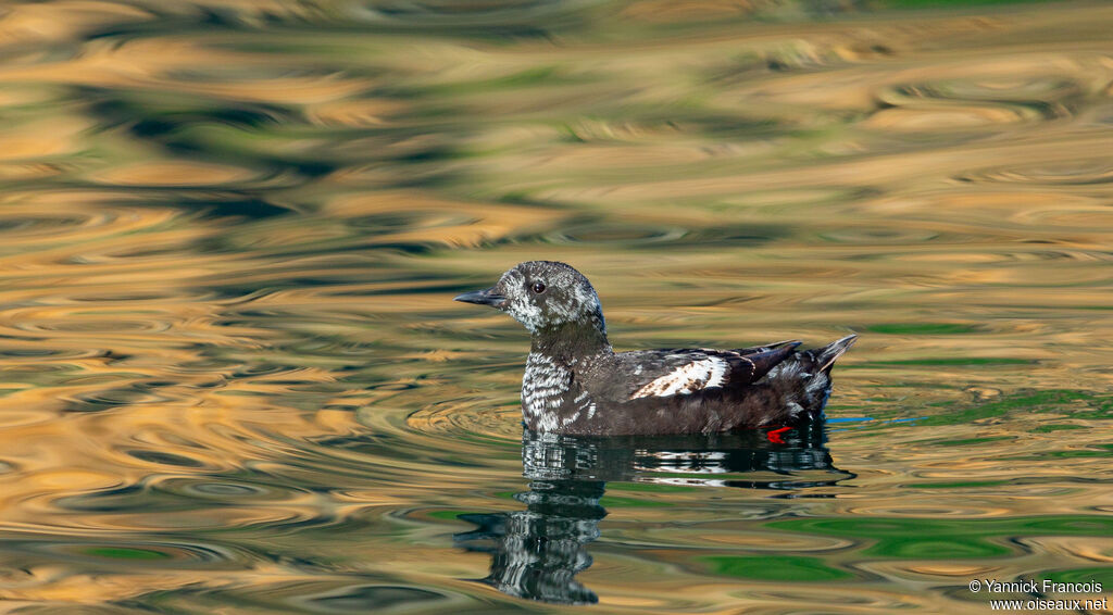 Guillemot à miroirimmature, identification, composition, nage