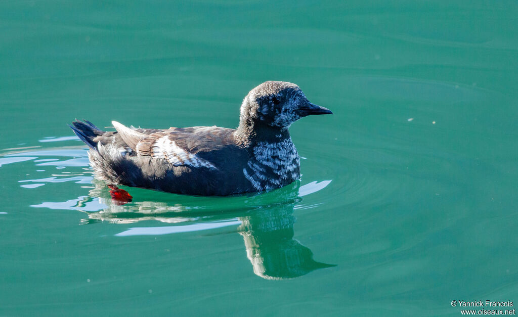 Guillemot à miroirimmature, identification, composition, nage