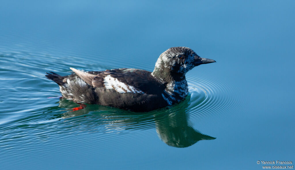 Black Guillemotimmature, identification, aspect, swimming