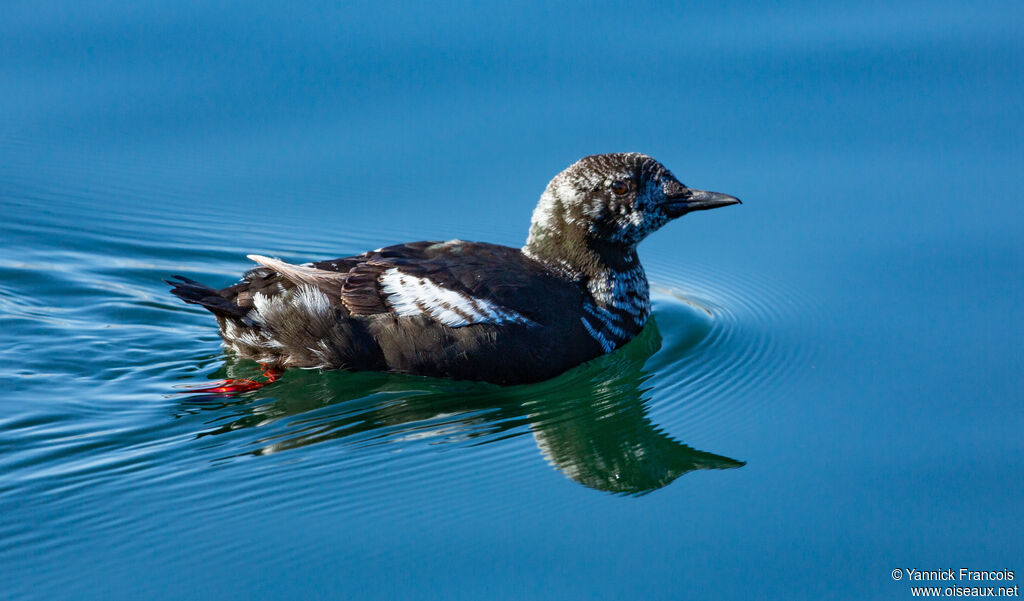 Guillemot à miroirimmature, identification, composition, nage