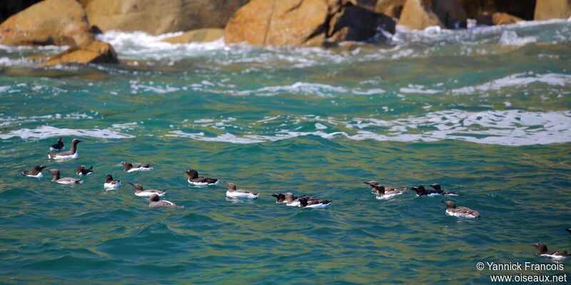 Guillemot de Troïladulte nuptial, habitat, nage