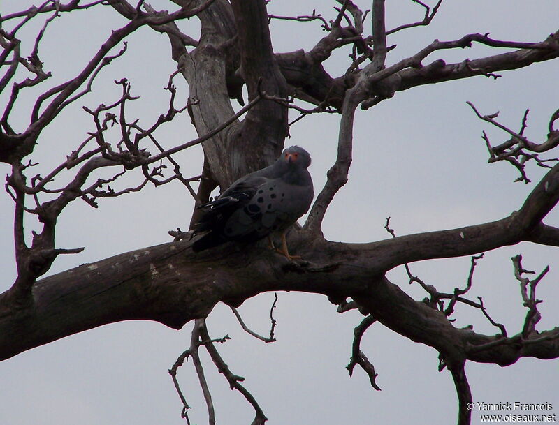 African Harrier-Hawkadult, identification, aspect