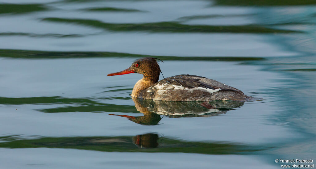 Red-breasted Merganser male immature, identification, aspect