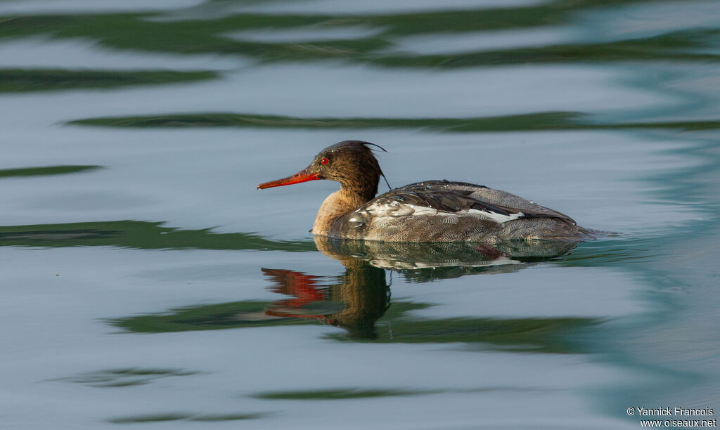Harle huppé mâle immature, identification, composition