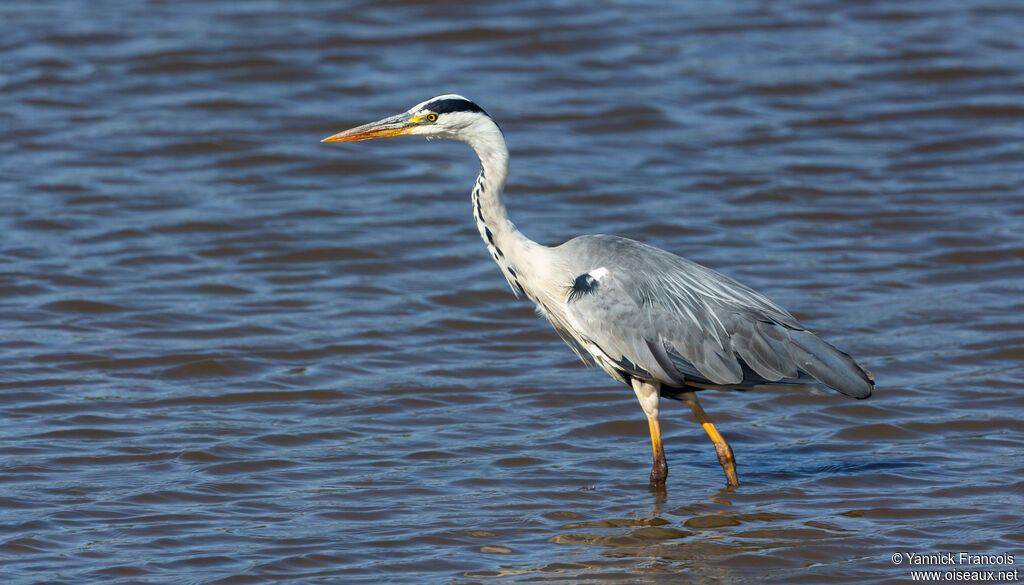 Grey Heronadult, identification, aspect