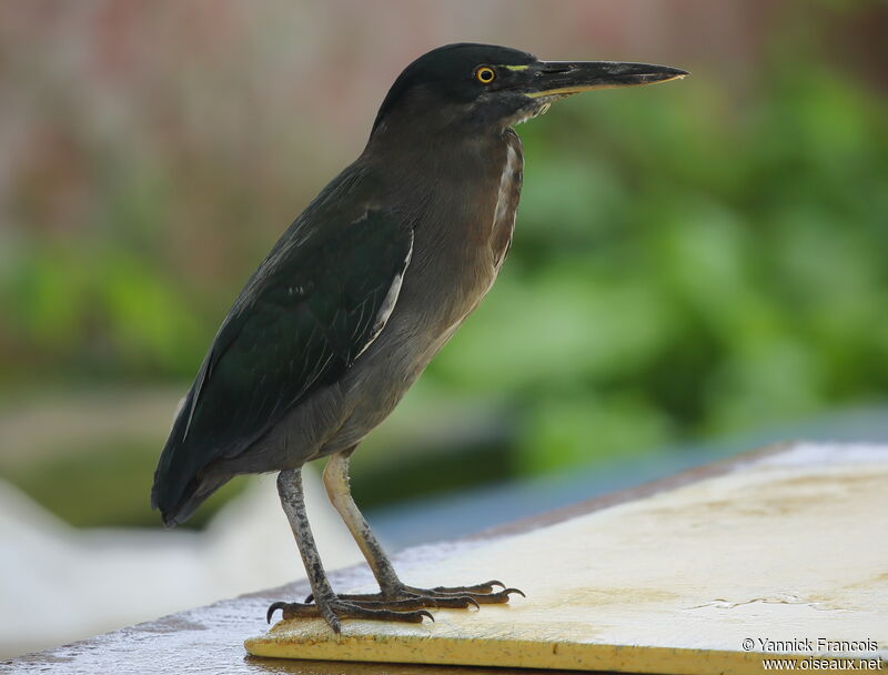 Héron des Galapagosadulte, identification, composition