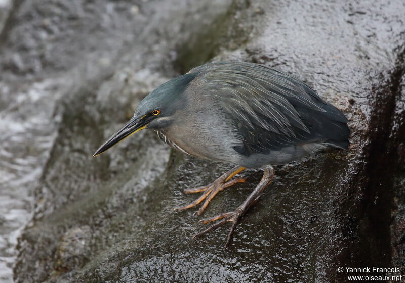 Héron des Galapagosadulte, identification, composition