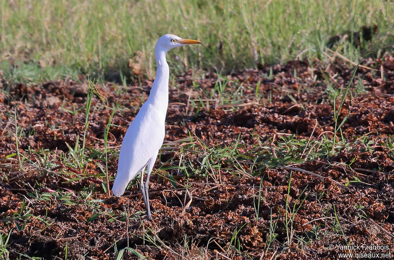 Western Cattle Egretadult post breeding, habitat, aspect