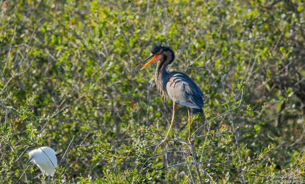 Héron pourpréadulte, habitat, composition