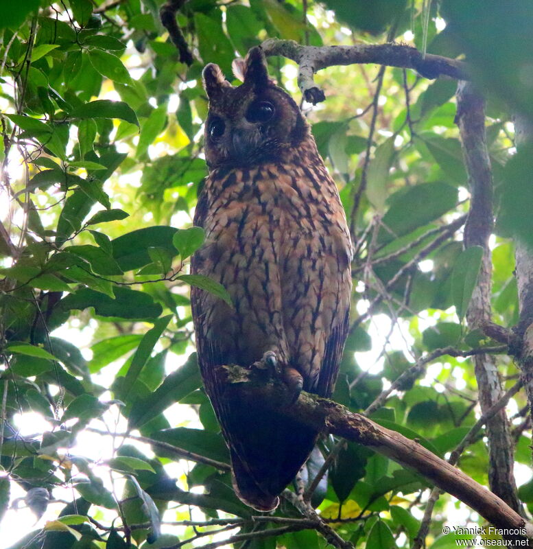 Hibou malgacheadulte, habitat