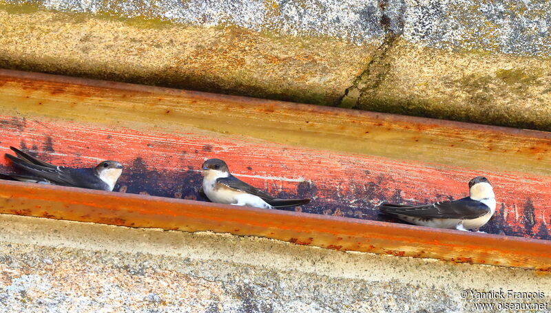 Hirondelle de fenêtreadulte, identification, composition