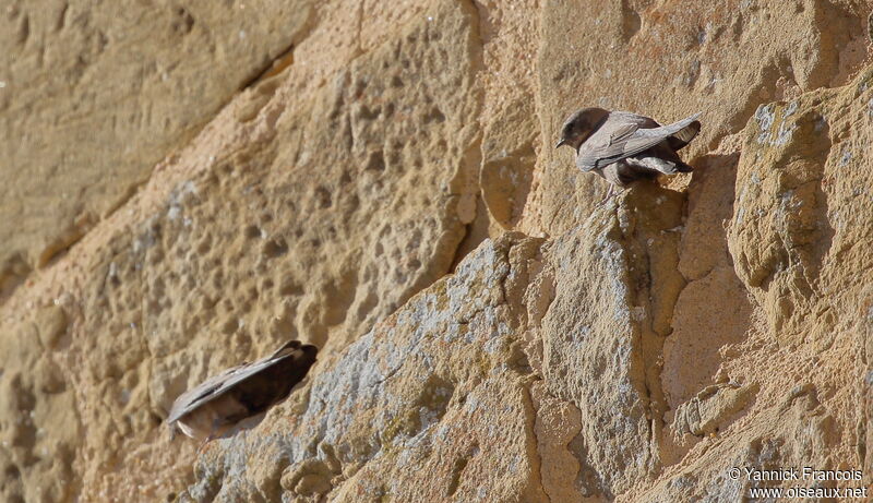 Hirondelle de rochersadulte, habitat