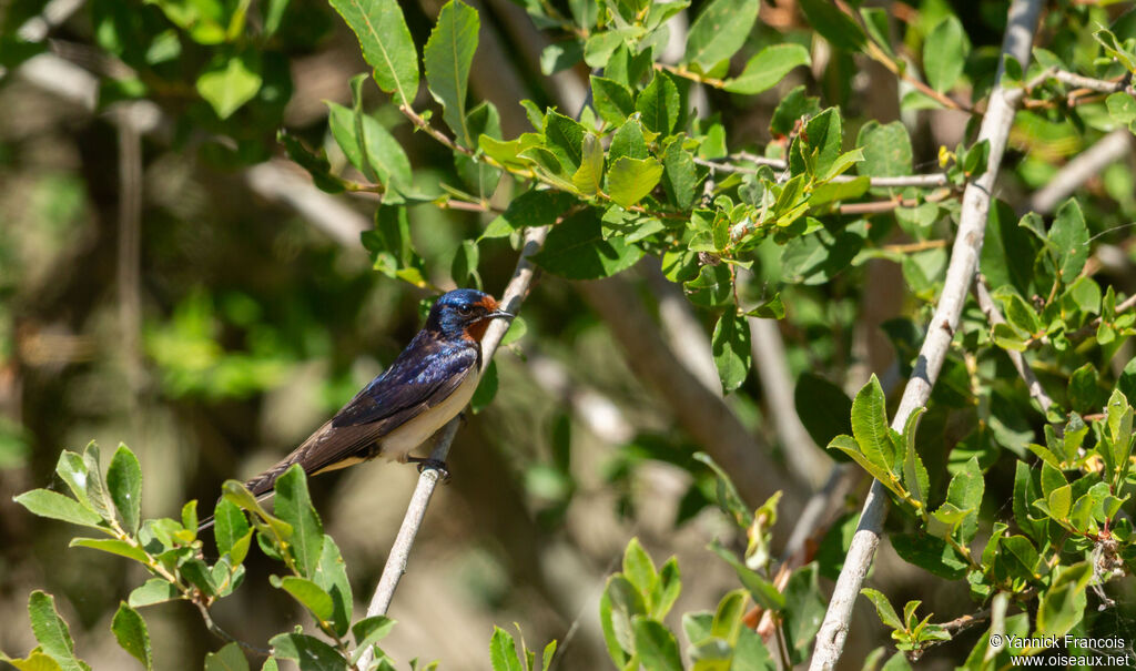 Barn Swallowadult, habitat, aspect
