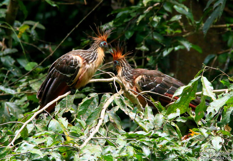 Hoatzinadult, habitat, aspect