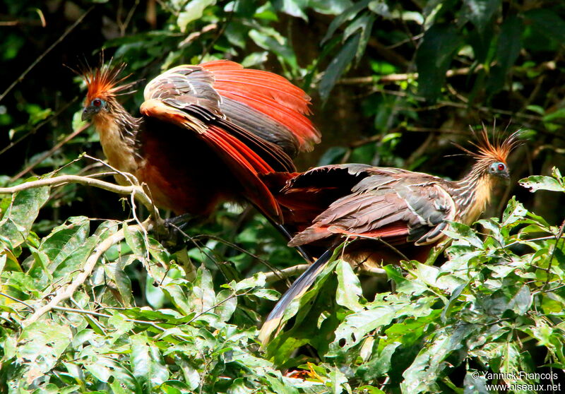 Hoatzinadult, habitat, aspect