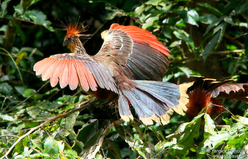 Hoatzinadult, habitat, aspect, Behaviour