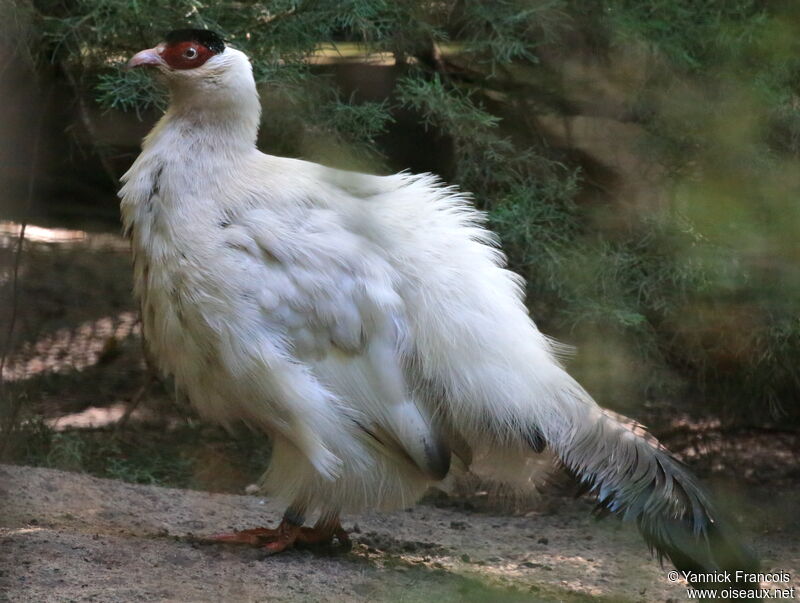 Hokki blancadulte, identification, composition