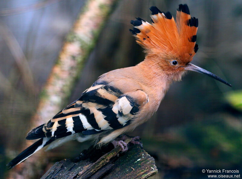 Huppe fasciéeadulte, portrait, composition