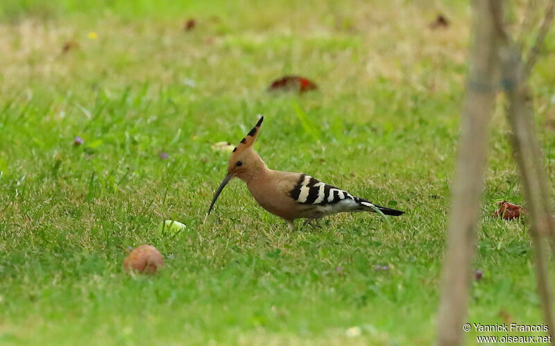 Huppe fasciéeadulte, identification, composition, mange