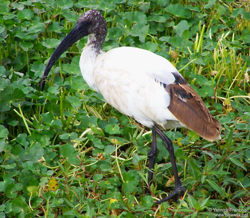 Ibis sacréimmature, identification, composition