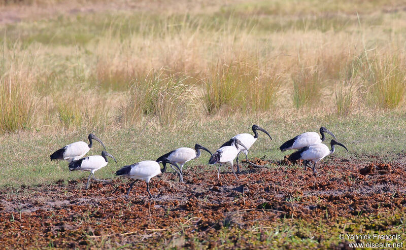 Ibis sacréadulte, habitat, composition, marche