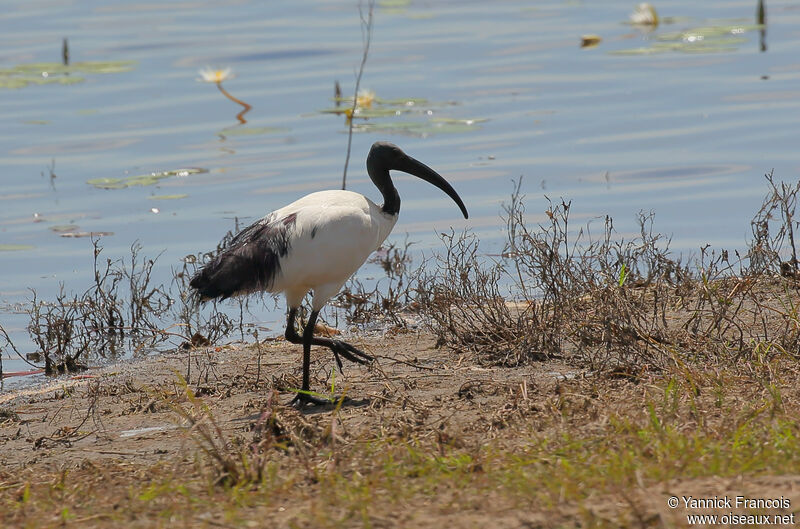 African Sacred Ibisadult breeding, habitat, aspect, walking