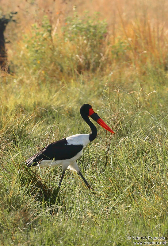 Jabiru d'Afrique mâle adulte, habitat, composition