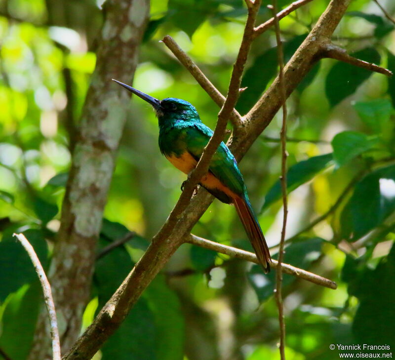 Jacamar à couronne bleueadulte, identification, composition